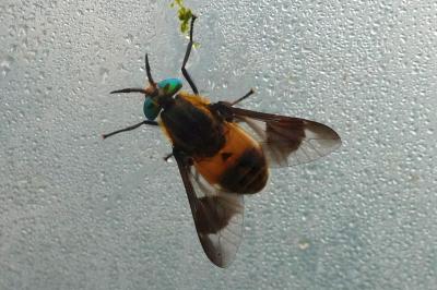 <i>Chrysops viduatus</i>