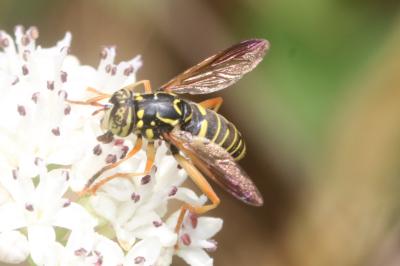 Spilomyia saltuum