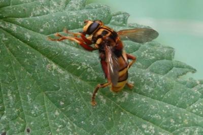 <i>Milesia crabroniformis</i>