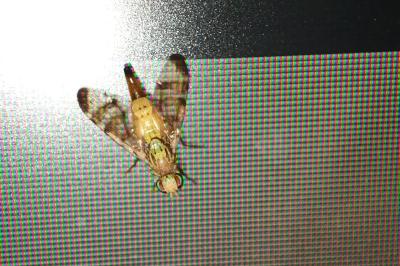 <i>Terellia tussilaginis</i>