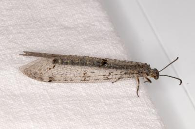 <i>Distoleon tetragrammicus</i>