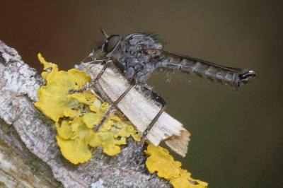 <i>Tolmerus atricapillus</i>