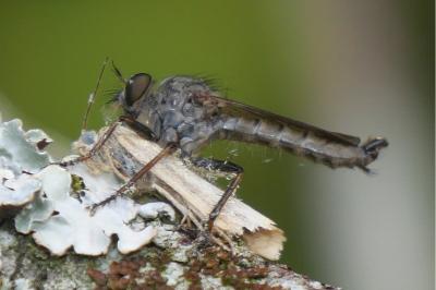 <i>Tolmerus atricapillus</i>