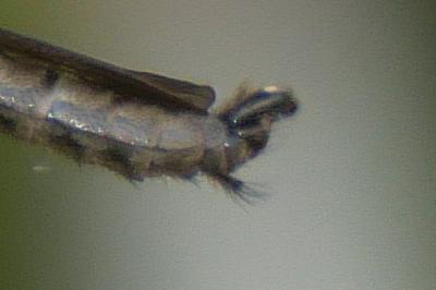 <i>Tolmerus atricapillus</i>