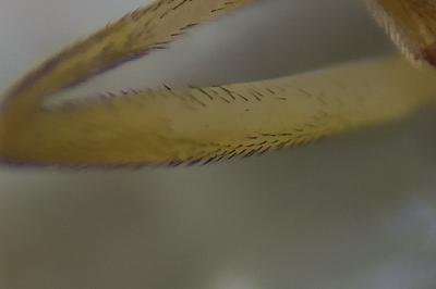 <i>Sphaerophoria scripta</i>