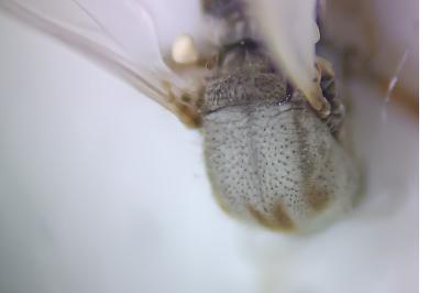 <i>Sphaeromias pictus</i>