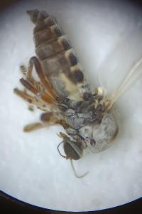 <i>Sphaeromias pictus</i>