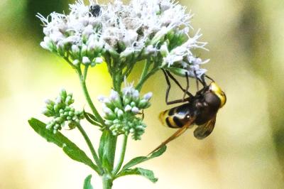 <i>Volucella zonaria</i>