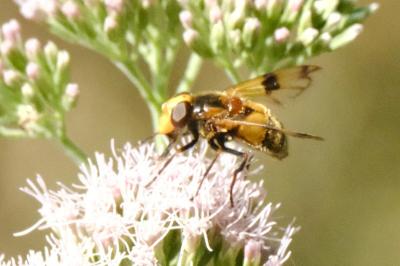 <i>Volucella inflata</i>