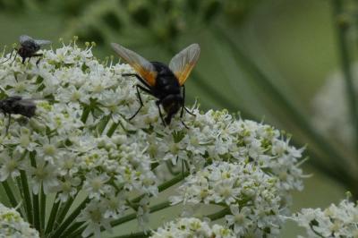 <i>Mesembrina meridiana</i>