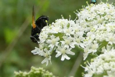 <i>Mesembrina meridiana</i>
