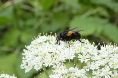 <i>Mesembrina meridiana</i>