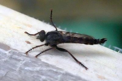 <i>Tolmerus atricapillus</i>