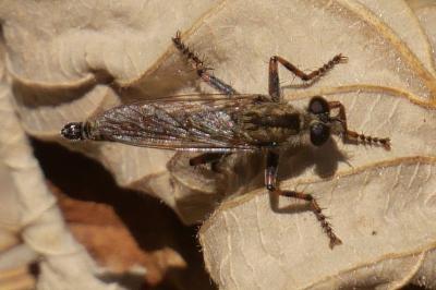 <i>Tolmerus cingulatus</i>
