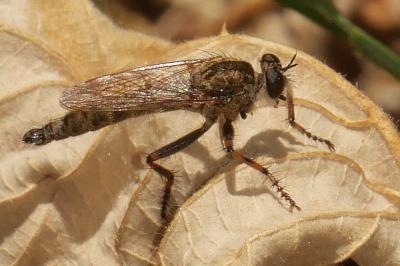 <i>Tolmerus cingulatus</i>