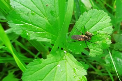 <i>Empis</i>