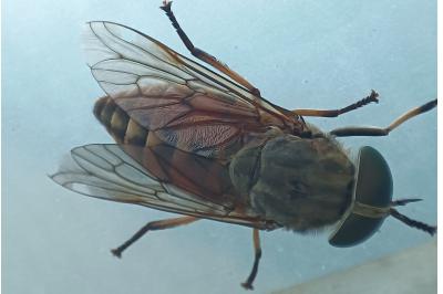<i>Tabanus eggeri</i>