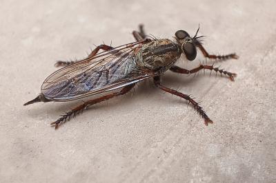 <i>Tolmerus atricapillus</i>