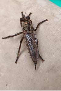 <i>Tolmerus atricapillus</i>