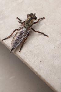 <i>Tolmerus atricapillus</i>