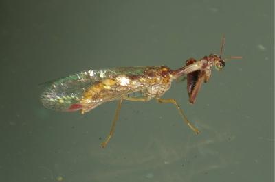 <i>Mantispa styriaca</i>