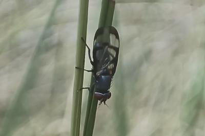 <i>Herina nigrina</i>