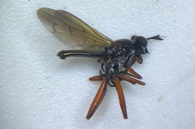 <i>Sepedon sphegea</i>