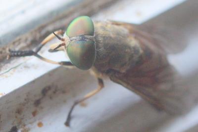<i>Tabanus eggeri</i>