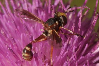 Physocephala vittata