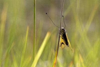 Libelloides longicornis