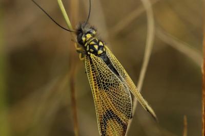 Libelloides longicornis