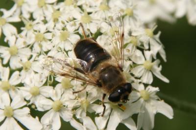 Eristalis tenax
