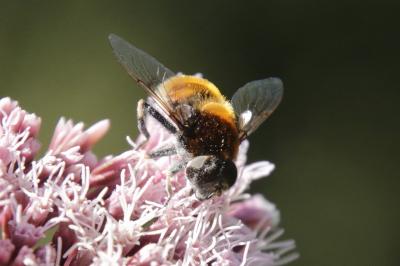 Eristalis intricaria
