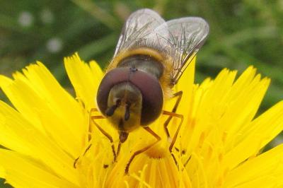 Scaeva selenitica