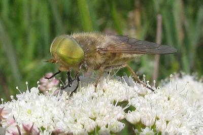 Atylotus rusticus