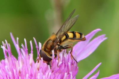 Eupeodes latifasciatus