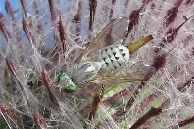 Terellia longicauda
