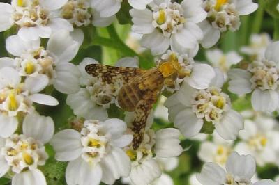 Oxyna flavipennis