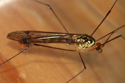 Nephrotoma flavipalpis