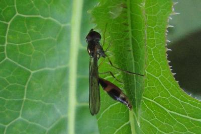 Baccha elongata