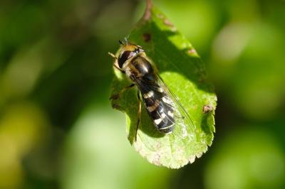 Scaeva pyrastri