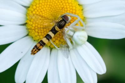 Sphaerophoria scripta