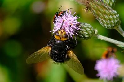 Tachina grossa