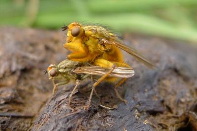 Scathophaga stercoraria