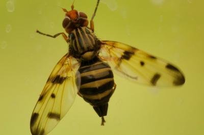 Otites porcus