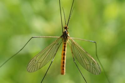 Nephrotoma flavescens