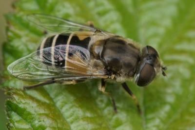 Eristalis arbustorum