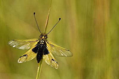 Autres insectes