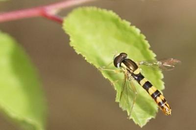 Sphaerophoria scripta