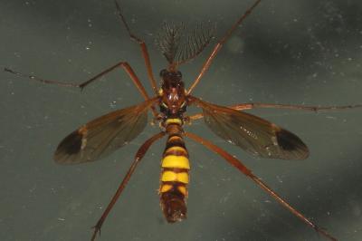 Ctenophora ornata